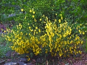 99 Ginestra...